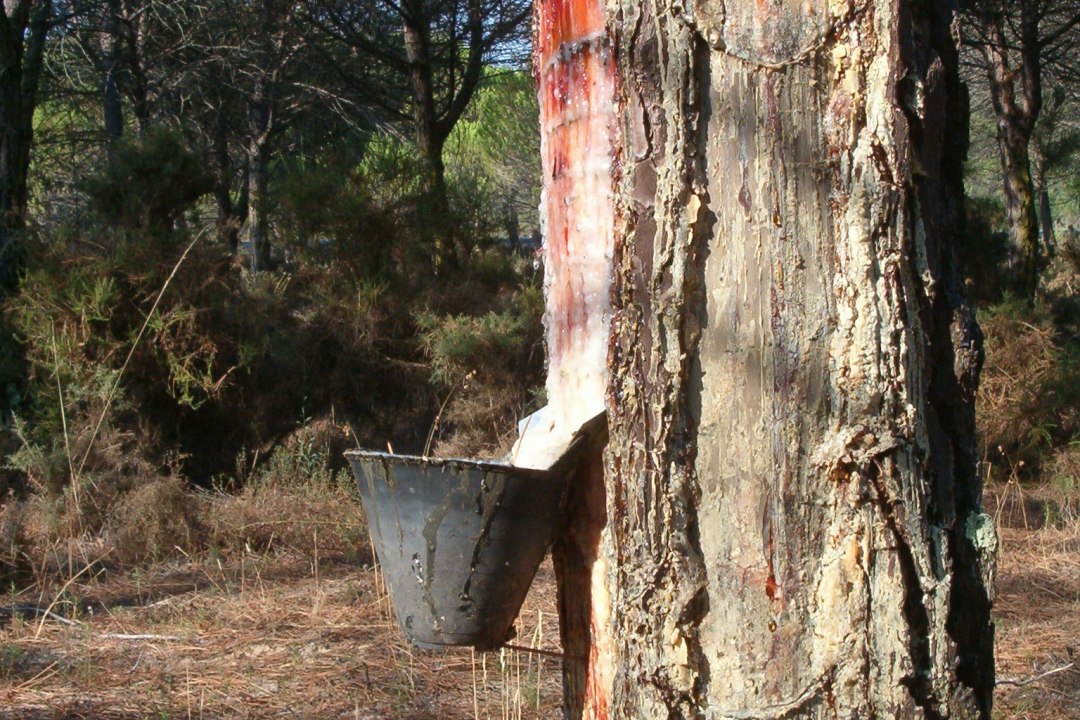 Resina de pinus pode ser to rentvel quanto a madeira