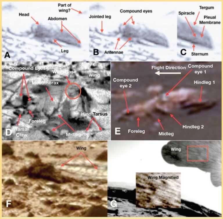 Fotos da NASA mostram insetos em Marte, diz cientista