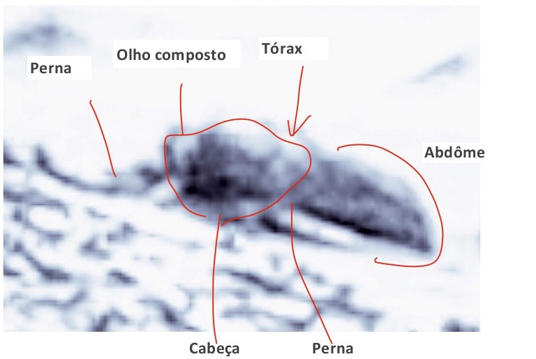 Fotos da NASA mostram insetos em Marte, diz cientista