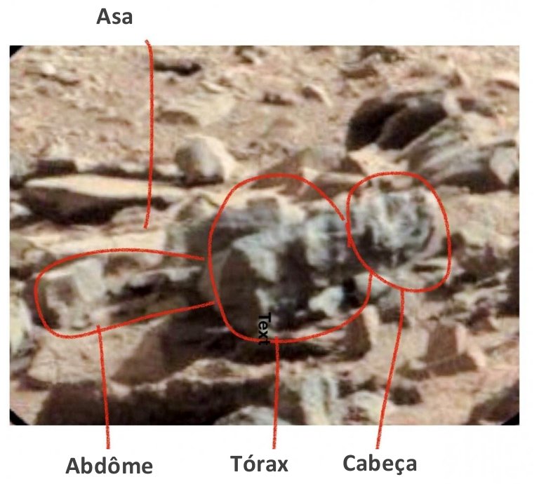 Fotos da NASA mostram insetos em Marte, diz cientista