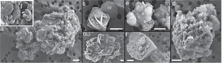 Mineral comum em Marte e raro na Terra  encontrado na Antrtica