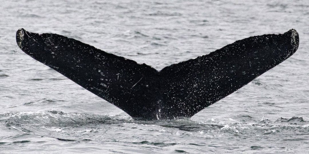 Para treinar idioma dos ETs, programa SETI consegue conversar com baleias