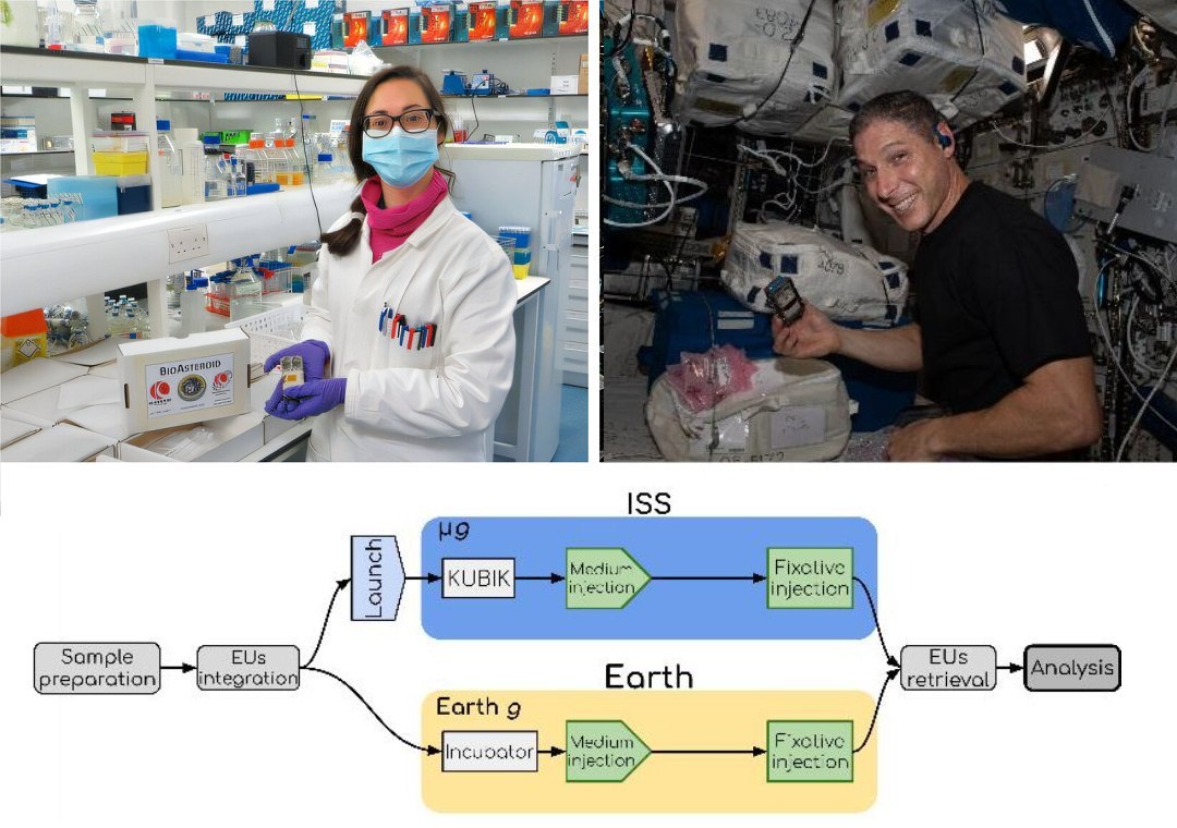 Mineração espacial será feita por bactérias e fungos