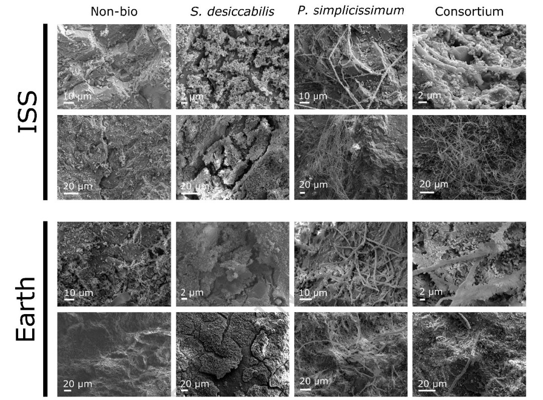 Mineração espacial será feita por bactérias e fungos