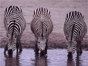 Leitor de cdigo de barras para zebras