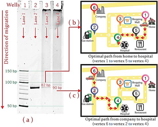 Computao de DNA demonstra multitarefa real