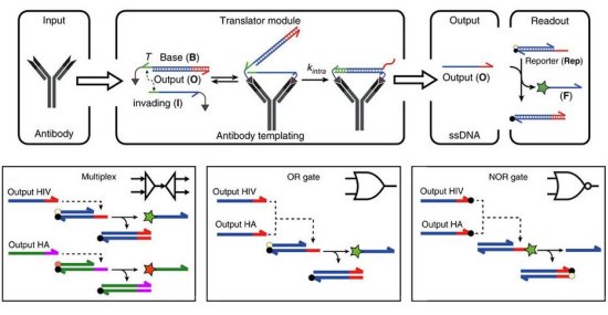 Computador de DNA j consegue identificar doenas