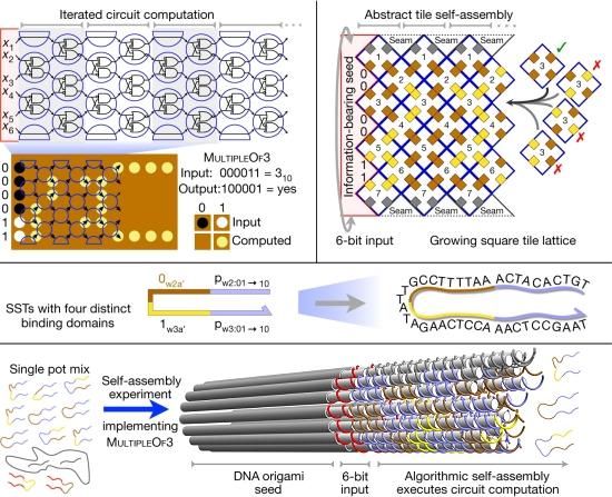 Primeiro processador molecular reprogramável