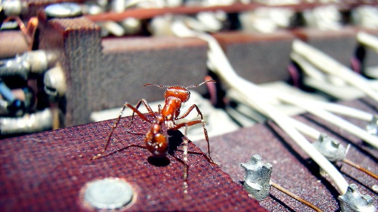 Algoritmos de formigas inteligentes otimizam frota de veculos em 50%