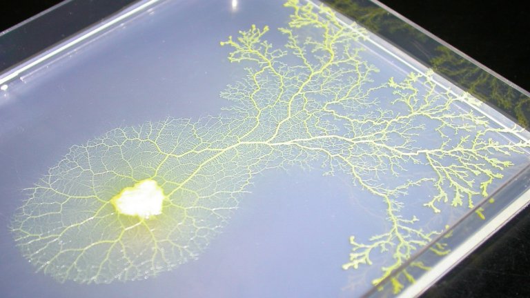 Ameba eletrnica resolve problema do caixeiro-viajante