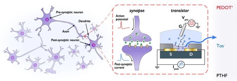 Transstor sinptico processa, memoriza e aprende