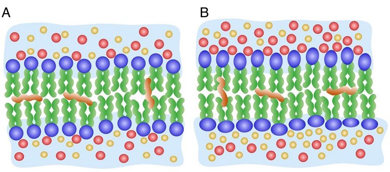 Biomembrana sinttica avana compreenso da computao e da memria humana