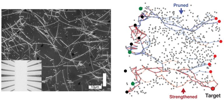 Rede neural de nanofios aprende e lembra como um crebro humano