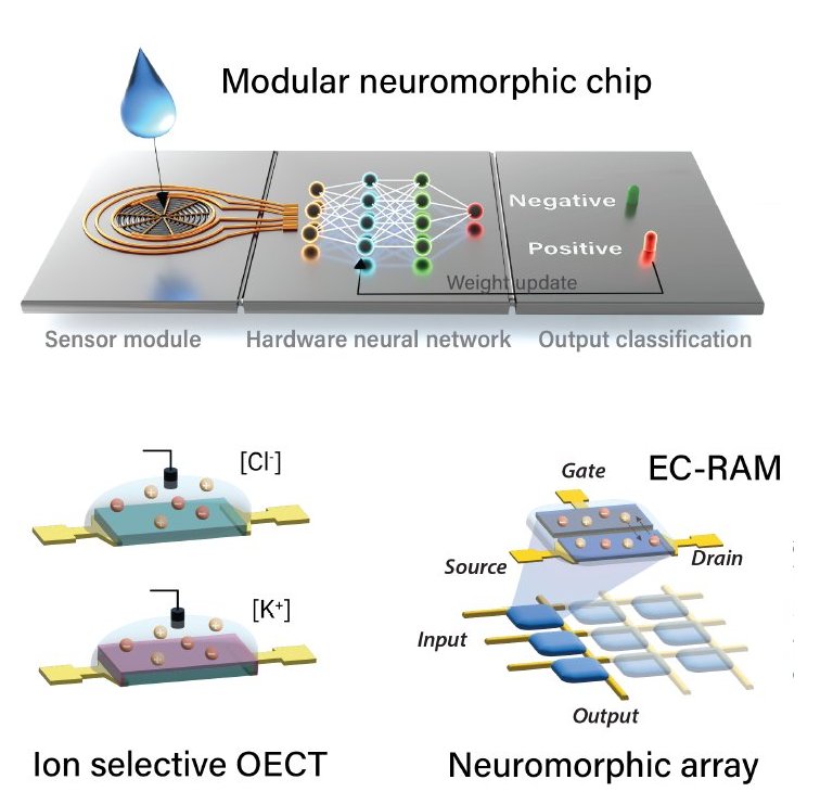 Processador neuromrfico feito de materiais orgnicos pode interagir com nossos corpos