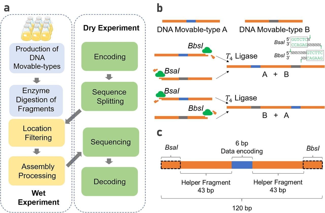 Revolucionando o armazenamento de dados: Dados so gravados em DNA usando tipos mveis
