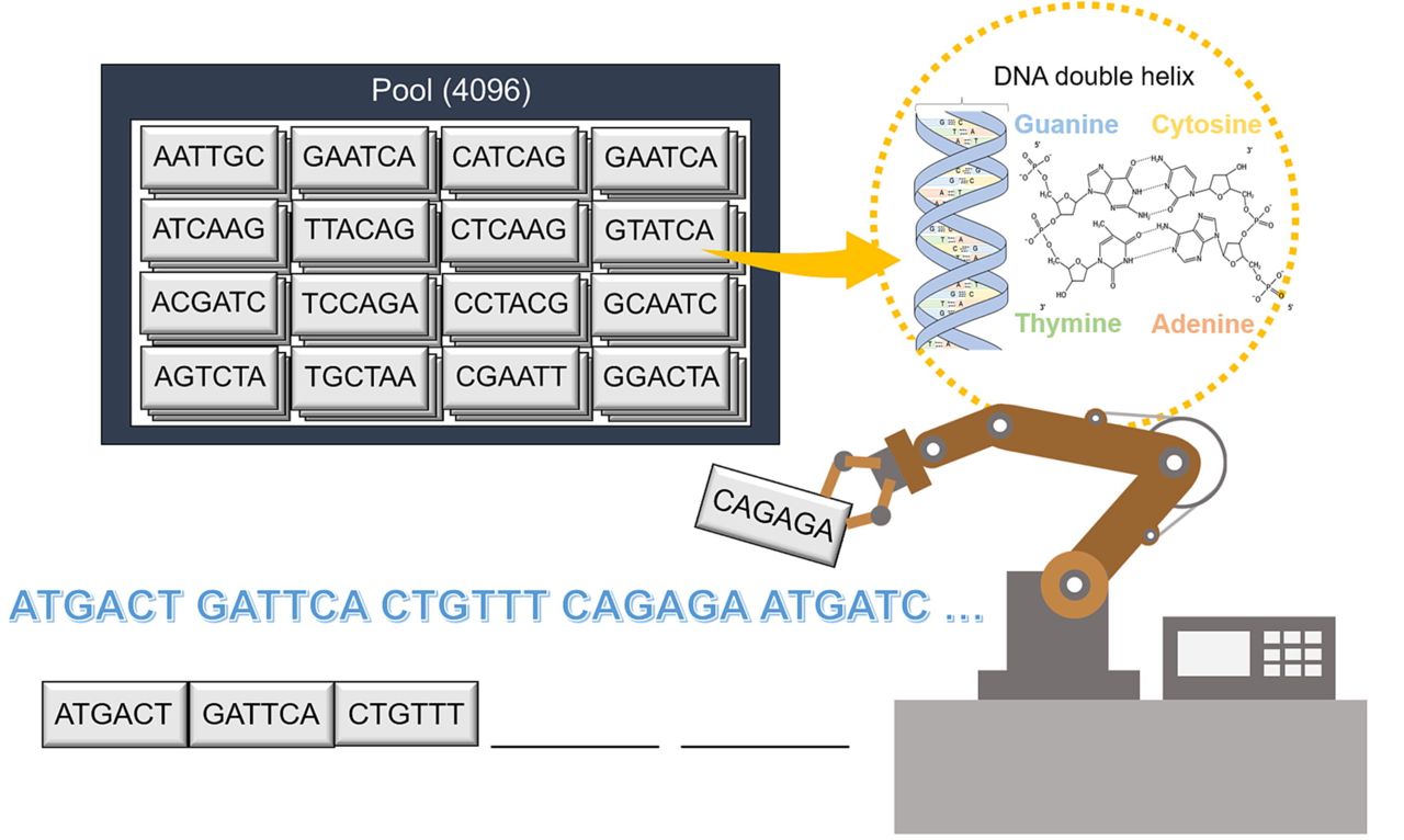 Revolucionando o armazenamento de dados: Dados so gravados em DNA usando tipos mveis