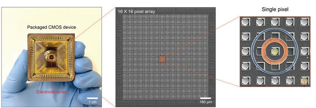 Neurnios artificiais replicam funes biolgicas trocando eltrons por ons