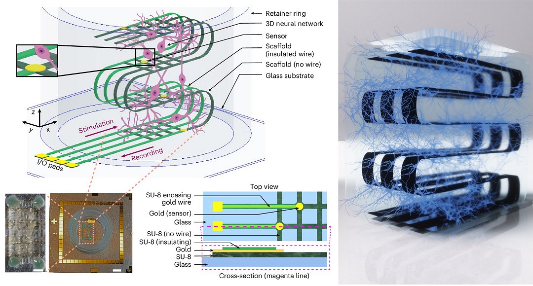Processador biol�gico-eletr�nico usa c�lulas cerebrais vivas para computa��o