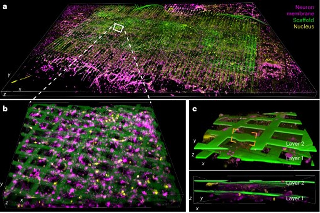 Processador biol�gico-eletr�nico usa c�lulas cerebrais vivas para computa��o