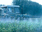 Biorremdio  eficiente na eliminao de herbicidas do solo