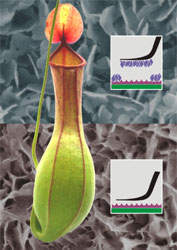 Plantas carnvoras tm material anti-aderente super eficiente