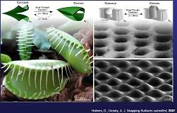 Material bio-inspirado cria tintas e adesivos que se soltam sob demanda