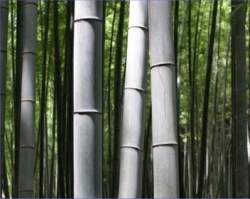 Tecidos de fibras de bambu so viabilizados com novo tratamento qumico