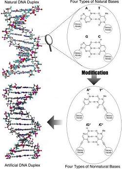 Criada primeira molcula artificial de DNA feita com partes artificiais