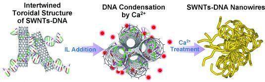 Progresso nos tecidos artificiais para transplantes: DNA com nanotubos