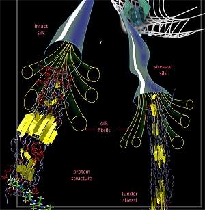 Engenharia das aranhas  to importante quanto resistncia da seda