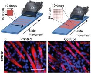 Biotinta com células imprime tecidos vivos