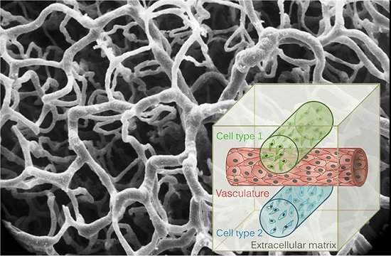 Tecido vivo vascularizado  impresso pela primeira vez