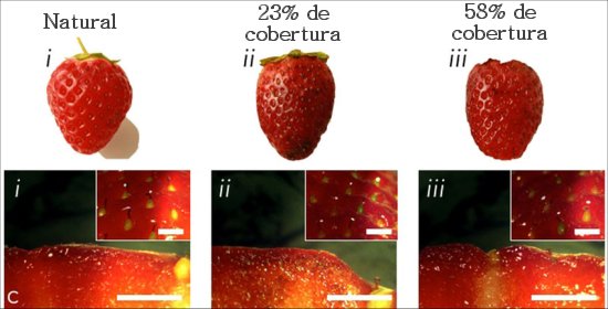 Seda mantm frutas frescas sem refrigerao