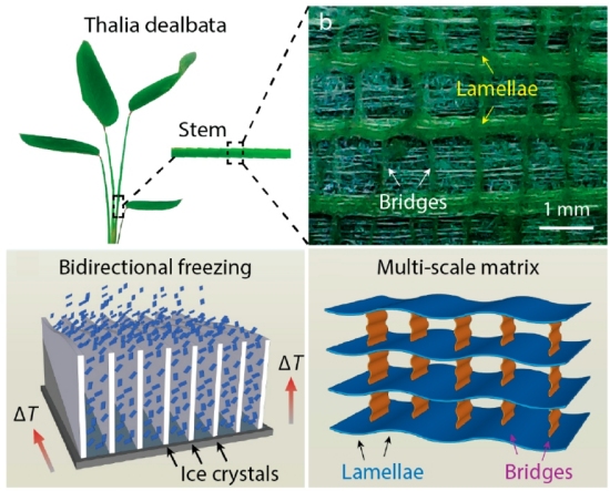 Planta aqutica inspira aerogel para eletrnica flexvel