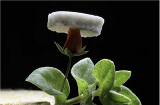 Aerogel de prata feito de nanofios pode ser fabricado em escala industrial