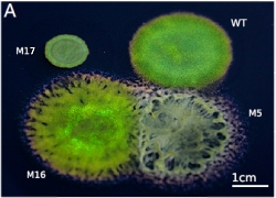 Bactérias coloridas podem ser cultivadas para produzir tintas metálicas