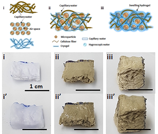 Raiz de cacto inspira criao de material superabsorvente