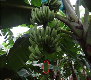 Banana faz sorvete demorar mais para derreter