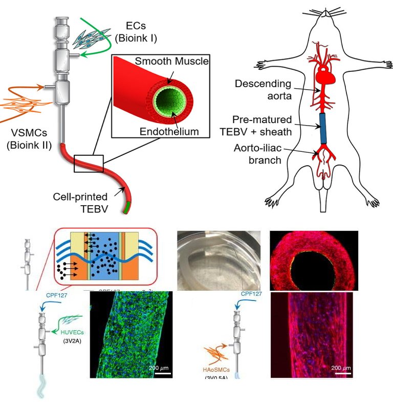 Vasos sanguíneos impressos em 3D integram-se em cobaias vivas