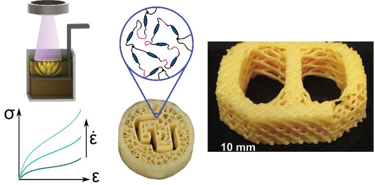 Biomaterial imprimível em 3D imita cartilagem natural