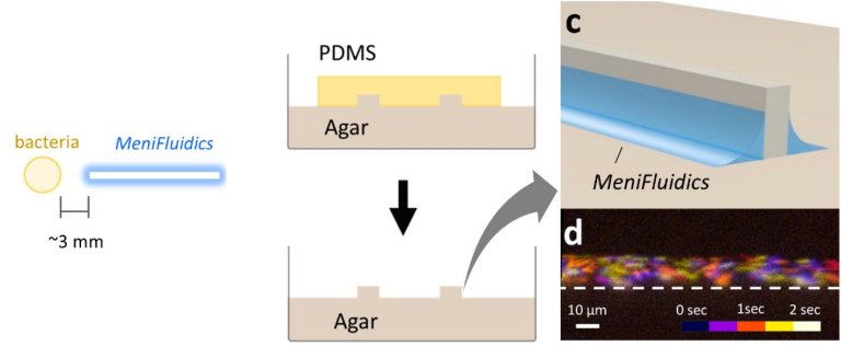 Materiais vivos artificiais mais perto da realidade