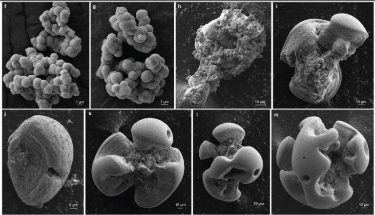 Descoberta bactéria que se alimenta de metal