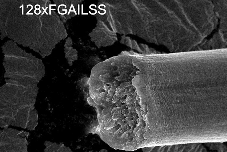 Bactérias produzem fibras mais fortes que aço e mais resistentes que Kevlar