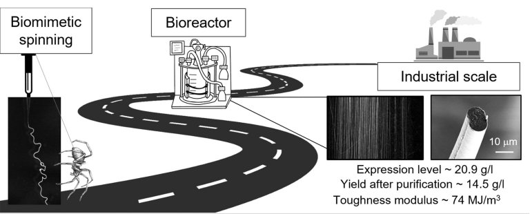 Seda de aranha sinttica alcana escala industrial