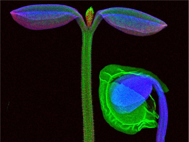 Mineração vegetal: Como extrair metais de plantas