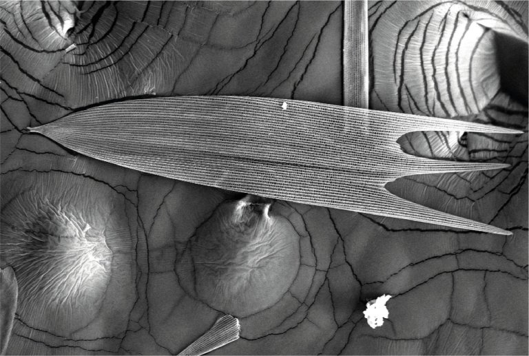 Asa de mariposa  isolante acstico natural de eficincia imbatvel