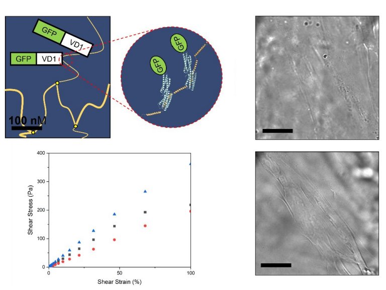 Material feito com protena pra impactos supersnicos