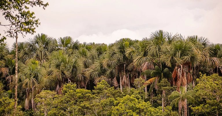 Folha de palmeira substitui isopor em painis estruturais de isolamento trmico