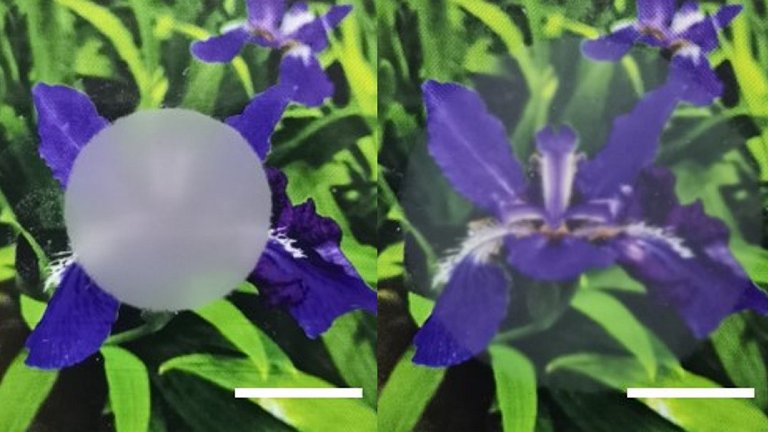 Material macio inspirado em lulas bloqueia ou deixa passar luz, calor e micro-ondas