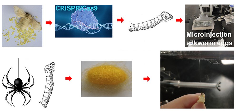 Bicho-da-seda produz seda de aranha 6 vezes mais forte que material  prova de balas
